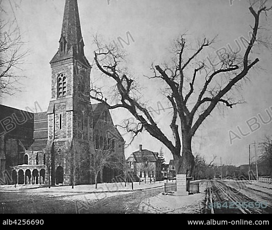 Cambridge near Boston, Middlesex County Massachusetts, the Washington elms in winter beside the church, 1899, America.
