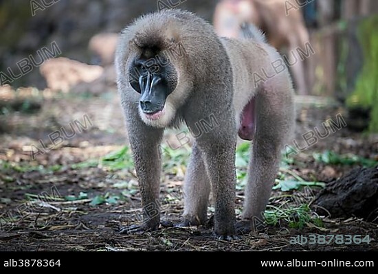 Drill (Mandrillus leucophaeus), captive, Primate Sanctuary, Limbe, Southwest Region, Cameroon, Africa.