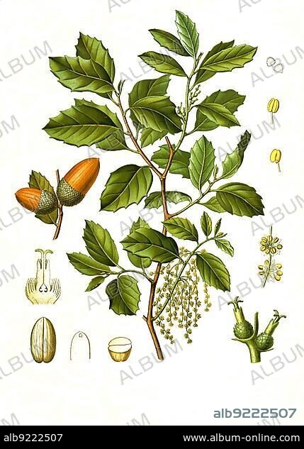 Medicinal plant, cork oak (Quercus suber L.), also slipper wood tree or slipper tree, evergreen deciduous tree of the western Mediterranean region from the oak genus, Historical, digitally restored reproduction from a 19th century original.