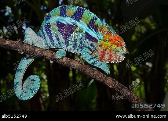 Panther Chameleon (Furcifer pardalis) in the cocoa plantations of Ambanja in northwestern Madagascar, Africa.
