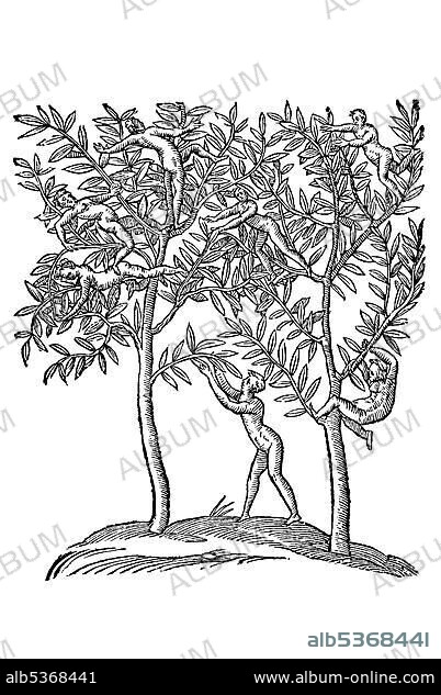 Woodcut, Populi carpophagi, a multitude of small, naked people, climbing on two trees, Aldrovandi, Historia Monstrorum, 1642, Renaissance.