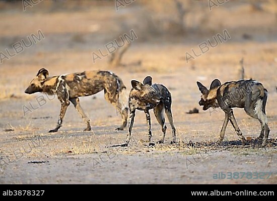 African Wild Dog (Lycaon pictus), threatening, teeth showing, South Luangwa National Park, Zambia, Africa.