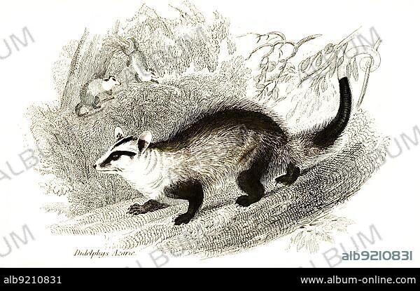 White-eared (marsupialia) opossum (Didelphis albiventris), syn. Didelphys azarae, Historical, digitally restored reproduction from a 19th century original, The natural history of or pouched animals, G.R. Waterhouse, 1841.