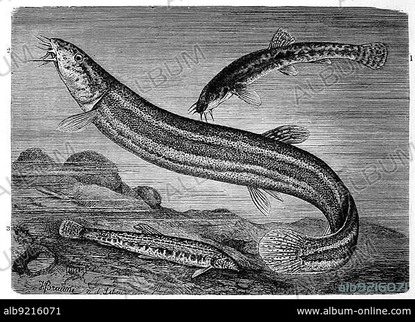 Fish, 1. brook loach, loach or bearded goby, Nemachilus barbatulus, 2. mudbill, European mudpuppy, Misgurnus fossilis, 3. teinbeisser, also spined loach (Cobitis taenia), Historic, digitally restored reproduction from a 19th century original.