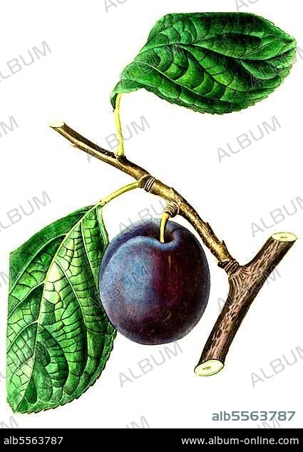 Pflaume, Zwetschge, Pflaumensorte, The Nectarine Plum, digitale Reproduktion einer Originalvorlage aus dem 19. Jahrhundert, Originaldatum nicht bekannt.