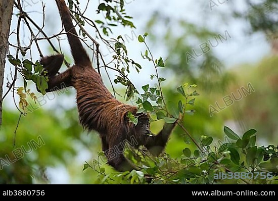 Northern Muriqui (Brachyteles hypoxanthus), critically endangered species, Caratinga, Minas Gerais, Brazil, South America.