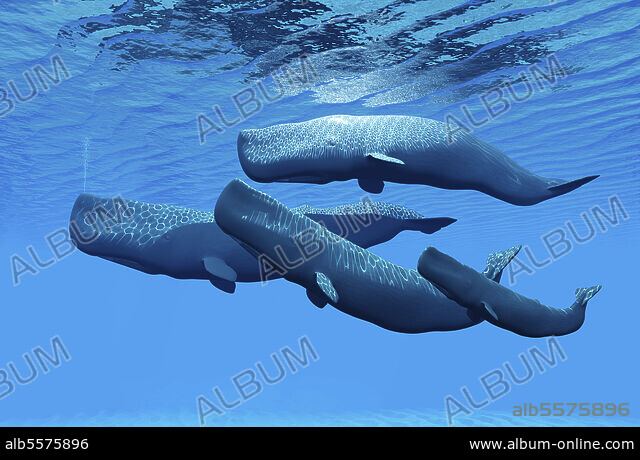 album_alb5575896.jpg
