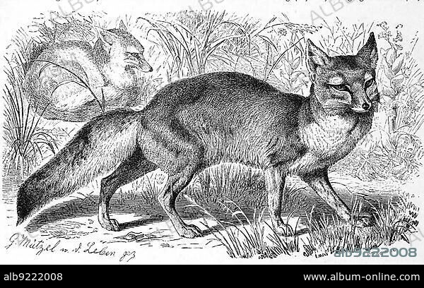 Corsac fox (Vulpes corsac) or corsac is a species of the true foxes, Steppe fox, Corsac fox, Vulpes corsac or corsac is a species of the true foxes, Historic, digitally restored reproduction of an original from the 19th century, exact original date unknown.