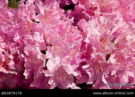Blooming rhododendron, Rhododendron Park in Dresden-Wachwitz, Wachwitzer Hoehenpark, Saxony, Germany, Europe.