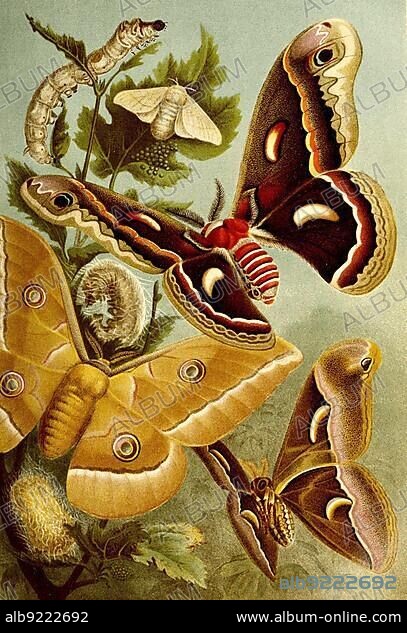 Insects, silk moth or domesticated silkmoth (Bombyx mori), with caterpillar and web, South American silk moth, Chinese silk moth, ailanth moth, Historic, digitally restored reproduction from a 19th-century original.