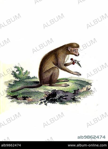 Mammals, yellow baboon (Papio cynocephalus), Simia basilicus, Historical, digitally restored reproduction of an original from 1860.