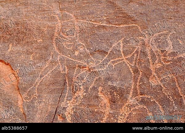 Cow engraving, neolithic rock art of the Tadrart, Tassili n'Ajjer National Park, Unesco World Heritage Site, Algeria, Sahara, North Africa, Africa.