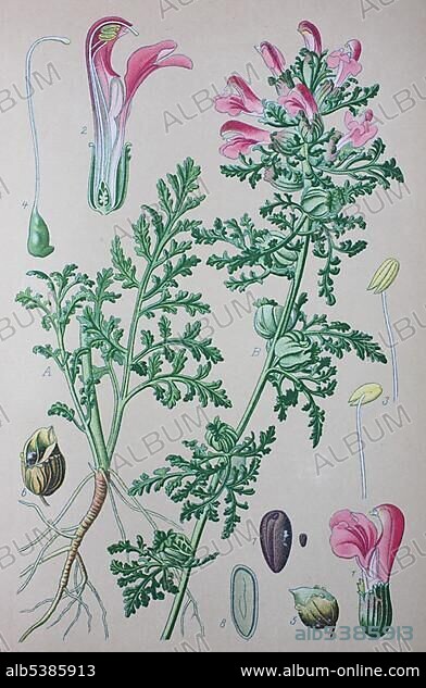 Marsh Lousewort (Pedicularis palustris), historical illustration from 1885, Germany, Europe.
