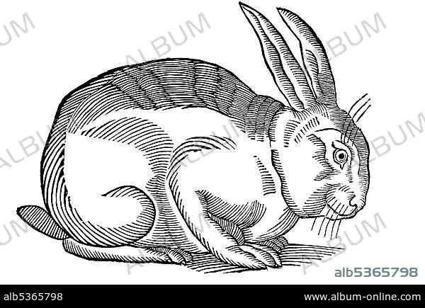 Woodcut, sitting barn rabbit, conrad Gesner, Historia Animalium, 1551, Renaissance.