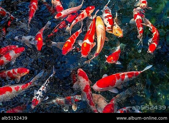Koi carp in a pond, Buddhist temple complex Senso-ji Temple, Asakusa, Tokyo, Japan, Asia.
