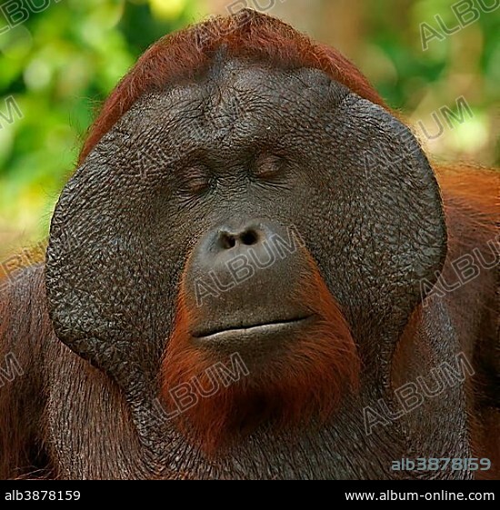 Bornean Orangutan (Pongo pygmaeus), male, Tanjung Puting National Park, Central Kalimantan, Borneo, Indonesia, Asia.