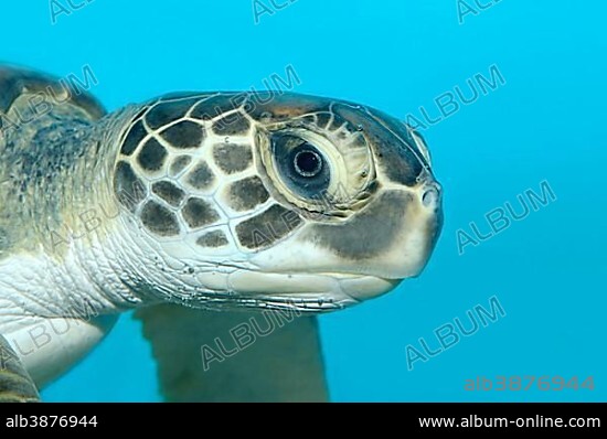 Green Sea Turtle (Chelonia mydas), Red Sea, near Hurghada, Red Sea Governorate, Egypt, Africa.