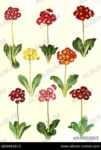 Garden auricula, bastard auricula × pubescens, syn. Primula × hortensis, belongs to the genus Primula (Primula), Historic, digitally restored reproduction from a 19th century original.