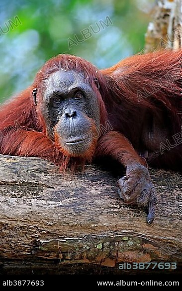 Bornean Orangutan (Pongo pygmaeus), adult female, captive, Asia.