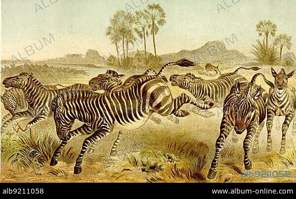 Zebra, zebra herd, plains zebra (Equus quagga) (Equus burchellii), or horse zebra is a zebra from the horse genus, plains zebra, formerly, also known as the common zebra, is the most common and geographically widespread species of zebra, Historic, digitally restored reproduction from an 18th century original.