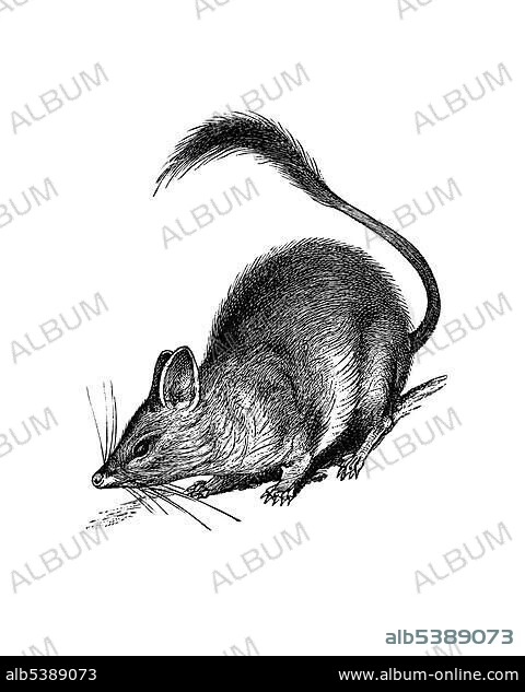 Woodcut, Kultarr, Jerboa-marsupial, Jerboa Pouched-mouse, Wuhl-wuhl or Pitchi-pitchi (Antechinomys laniger).