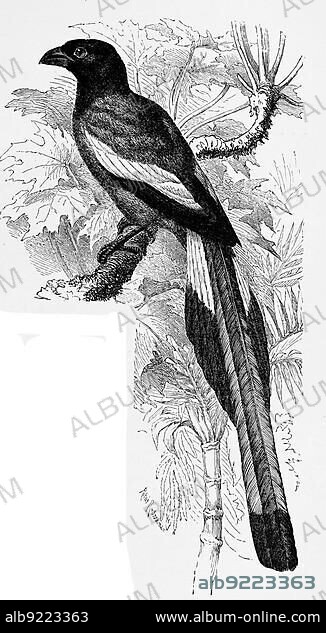 Bird, rufous treepie (Dendrocitta vagabunda) is a species of bird in the corvid family, Historic, digitally restored reproduction from a 19th century original.