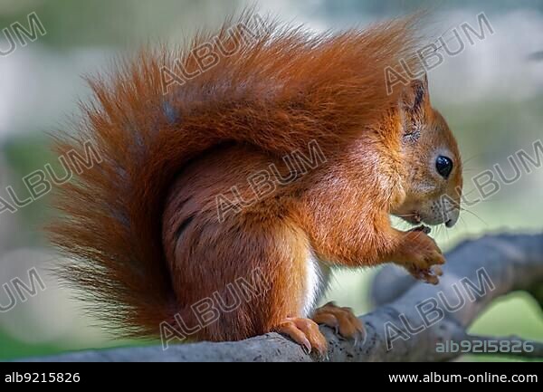 Eurasian Red Squirrel (Sciurus vulgaris).