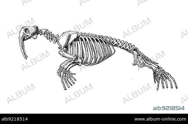 Skeleton of walrus (Odobenus rosmarus), Trichechus rosmarus, Rosmarus arcticus, Skeleton of walrus, Historic, digitally restored reproduction of a 19th century original, exact original date unknown.