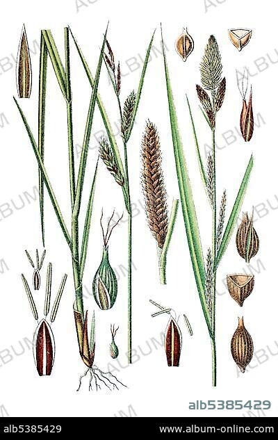 Blister Sedge or Sennegrass (Carex vesicaria), left, and Lesser Pond Sedge (Carex acutiformis), right, medicinal plant, historical chromolithography, circa 1796.