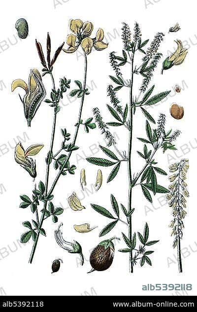 Bird's-foot trefoil (Lotus corniculatus) on the left, species of Sweet-clover (Medicago dentata, Melilotus dentatus) on the right, medicinal plants, historical chromolithography, about 1796.
