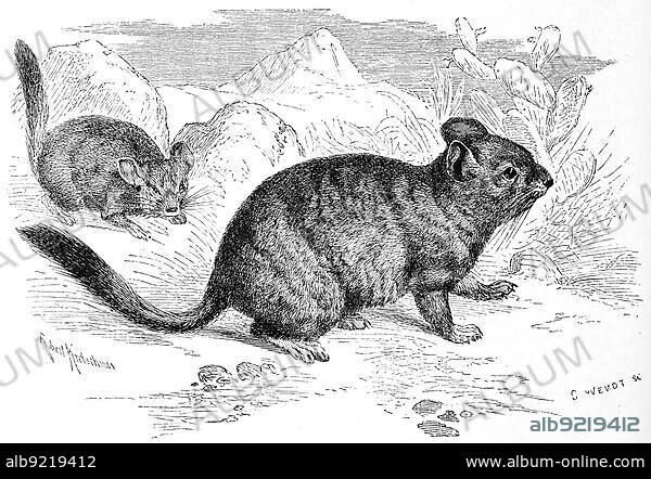 Long-tailed chinchilla (Chinchilla lanigera), a species of mammal in the chinchilla family, long-tailed chinchilla, also called the Chilean, coastal, common, or lesser chinchilla, Historic, digitally restored reproduction of a 19th century original, exact original date unknown.