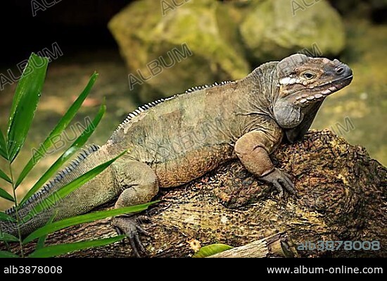 Rhinoceros Iguana (Cyclura cornuta), Singapore Zoo, Singapore, Asia.