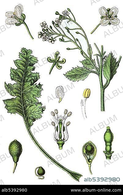 Sea kale (Crambe maritima), medicinal and useful plants, chromolithography, 1880.