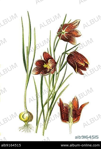 Snakes head fritillary, Snakes Head, chess flower (Fritillaria meleagris), frog-cup, guinea-hen flower, guinea flower, leper lily, Lazarus bell, chequered lily, chequered daffodil, drooping tulip. Chess flower, chequered daffodil, flower, plant, Historic, digitally restored reproduction of a 19th century original.