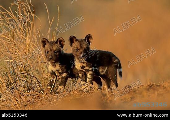 Wild Dog (Lycaon pictus), pups, Kruger National Park, South Africa, Africa.