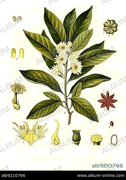Medicinal plant, illicium anisatum (Illicium religiosum) or the shikimi fruit, Illicium anisatum and Illicium japonicum), Historical, digitally restored reproduction from a 19th century original.