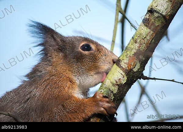Eurasian red squirrel (sciurus vulgaris).