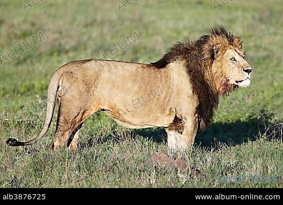 Lion (Panthera leo), Ngorongoro Crater, Ngorongoro Conservation Area, Tanzania, Africa.