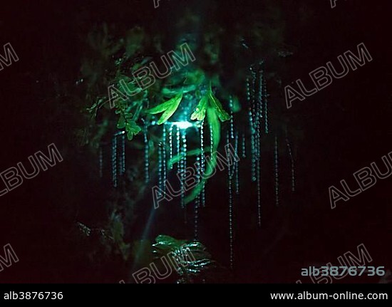 Bioluminescence, luminous glow worm, maggot of glow worm (Arachnocampa luminosa) in a cave, endemic in New Zealand, Leith Valley, Dunedin, New Zealand, Oceania.