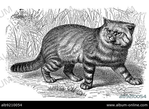 Pampas cat Leopardus colocolo Oncifelis colocolo a cat species