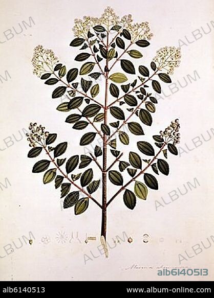 Lámina Botánica Mirto, siglo XIX