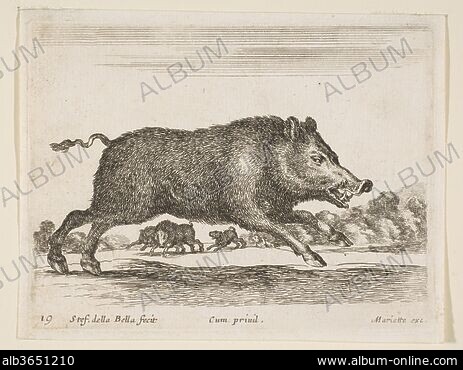 BOAR TUSK - Stock Photos, Illustrations and Images - Album