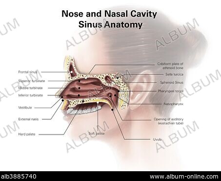Vestibules nose deals