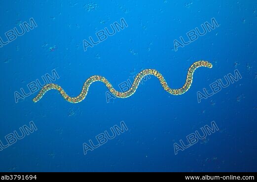 CYANOPHYTA - Stock Photos, Illustrations and Images - Album