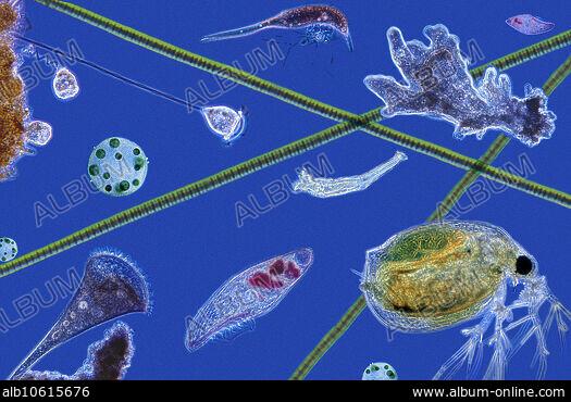 CYANOPHYTA - Stock Photos, Illustrations and Images - Album