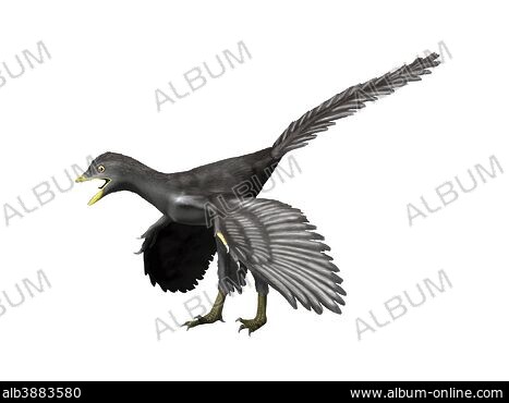 【原画】Archaeopteryx don't know the kimono. 原画】Archaeopteryx don't know the kimono. The kimono and