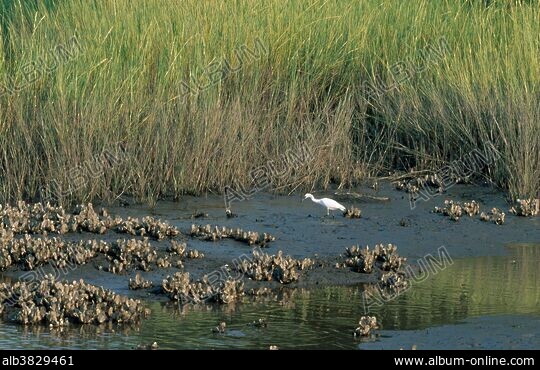 TIDAL ESTUARY - Stock Photos, Illustrations and Images - Album, image size:540x370