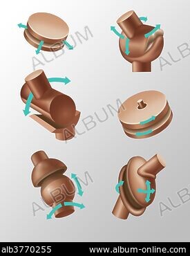 SPHEROIDAL JOINT - Stock Photos, Illustrations and Images