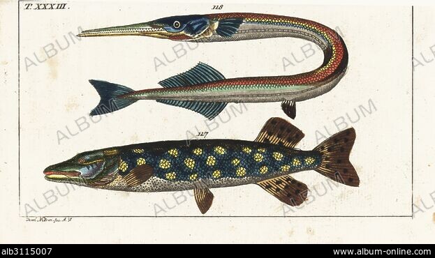 ESOX LUCIUS - Stock Photos, Illustrations and Images - Album