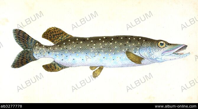Northern Pike, Esox Lucius, Pike, 11-15 Inches 3D Wall